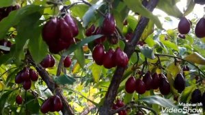 Урожай-БОМБА!!!!Привитой кизил " Семён".