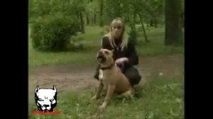 стаффы питы були