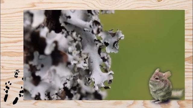 Можно ли есть ШИНШИЛЛАМ лишайники? смотреть онлайн