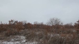 #Лучшая из лучших охота на фазана в Амурская область