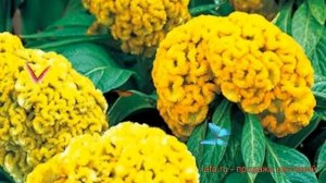 Целозия гребенчатая Еллоу ? гребенчатая целозия Еллоу обзор: как сажать, семена целозии Еллоу