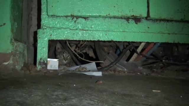 Кавсар дает молоко кошкам 2 смотреть онлайн