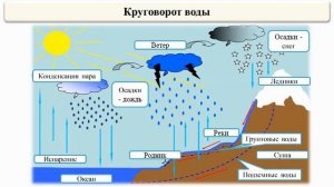 Тема 47. Круговорот веществ в биосфере