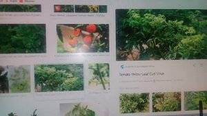 ФАРМАЙОД! ПРОФИЛАКТИКА И ЛЕЧЕНИЕ ВИРУСНЫХ ЗАБОЛЕВАНИЙ У ТОМАТОВ И ОГУРЦОВ!