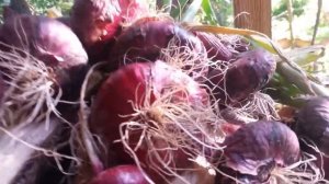 Лук "Ялтинский" - 9 см, ожидания и реальность.