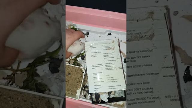 Сирийский хомяк смотреть онлайн