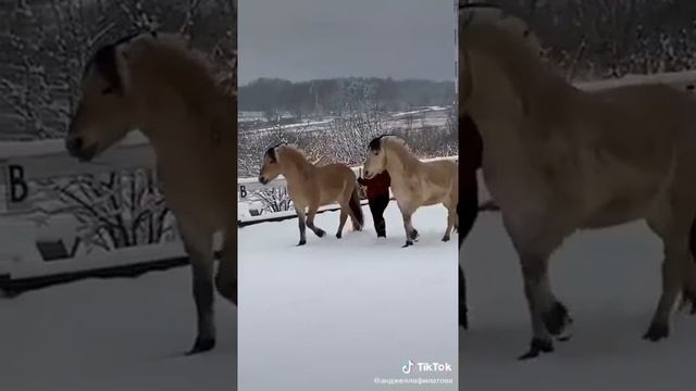 Моя двоюродная сестра и мои лошади смотреть онлайн