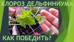 Как победить хлороз дельфиниума.
