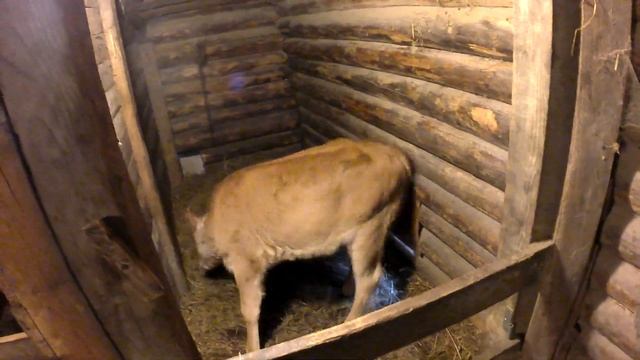 Бык Патрик.. Джерсейская порода...5 недель смотреть онлайн