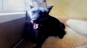 Домашняя лиса плачет