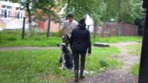 монопородная выставка ВЕО проверка рабочих качеств,лобовая Северная Застава Урга bestdog.mybb.ru