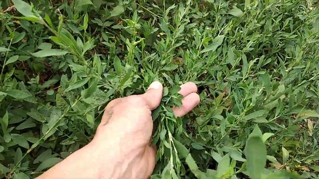Лечебные травы под ногами