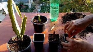 How to grow cactus from cutting Acanthocereus tetragonus