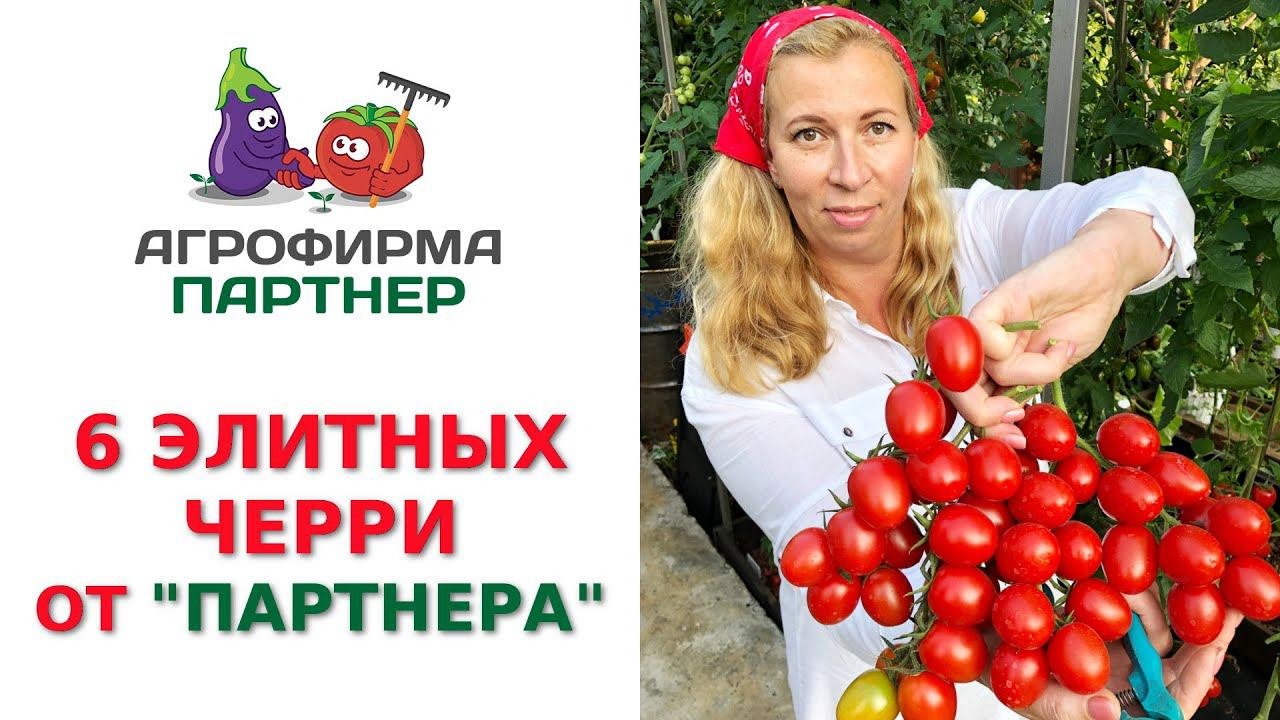 6 ЭЛИТНЫХ ЧЕРРИ ОТ 