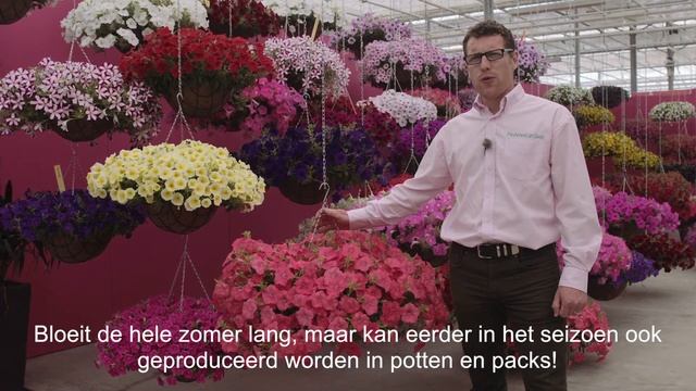 Spreading Petunia Easy Wave смотреть онлайн