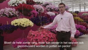 Spreading Petunia Easy Wave