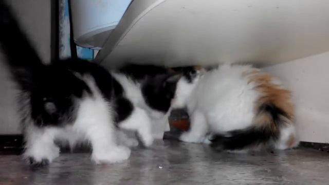 Котенок кафель грызет смотреть онлайн