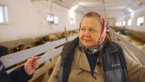 Бизнес на овцах | Содержание молочных и мясных овец | Овцы породы цвартблес