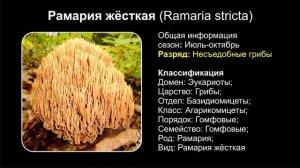 Топ 10 ГРИБОВ ПОХОЖИХ НА КОРАЛЛЫ