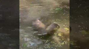 ⚡️ У капибар из московского зоопарка начался купальный сезон 😍