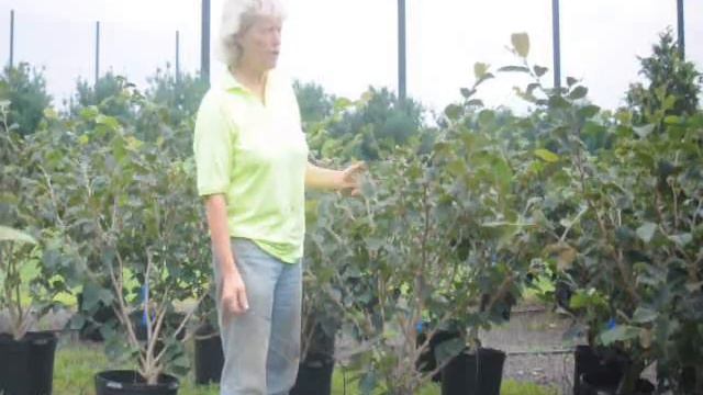 Winter Flowering Suggestions for Your Landscape смотреть онлайн