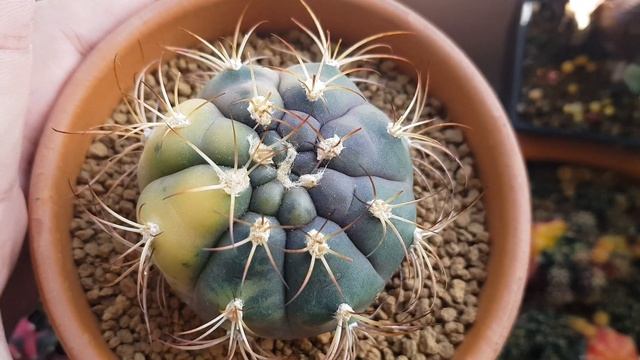 gymnocalycium Saglionis x Pflanzii смотреть онлайн