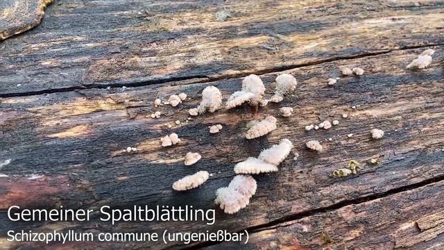 Pilze im März | 20.03.2021 | Ein hoffentlich letzte Runde bei Eis & Schnee | Märzwinter 2021 смотреть онлайн