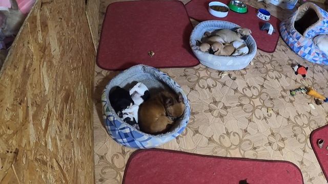 Щенки ЧИХУАХУА 2 день карантина после прививки/купить собак щенка чихуа в питомнике СПб Мари Мистик