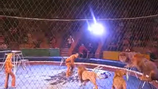 Лев разгоричился. Цирк, г.Екатеринбург смотреть онлайн