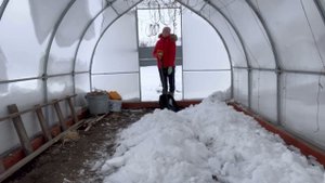 Заношу снег в теплицу. Теплица капелька.