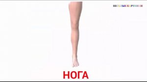 Картинки для детей. Изучаем части тела.