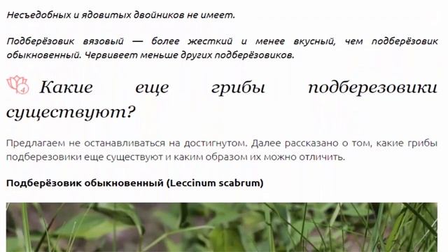 Осенние грибы подберезовики виды, где растут и как выглядят