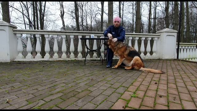 Как приучить собаку чистить уши. Немецкая овчарка смотреть онлайн