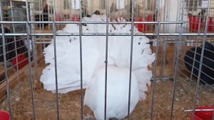 Снял на выставке голубей-павлинов.