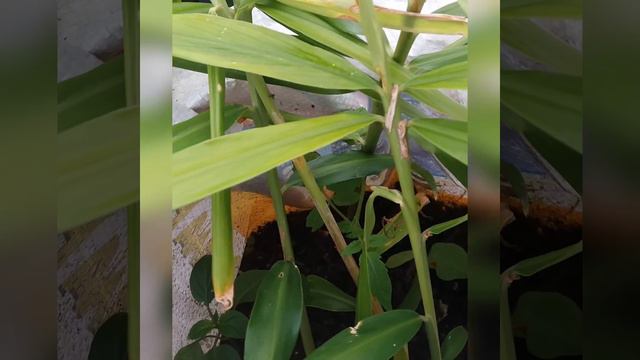 ginger plant смотреть онлайн