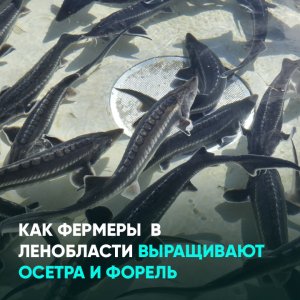 Как фермеры в Ленобласти выращивают осетра и форель