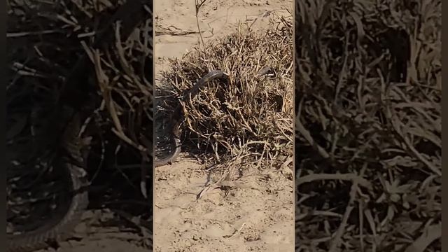 Mongoose is eating Black Cobra Snake in the forest 🐍