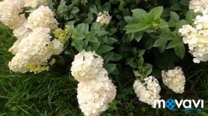 ГОРТЕНЗИИ МЕТЕЛЬЧАТЫЕ в моём саду!// Как менялись гортензии с июля по сентябрь.Они великолепны!!!