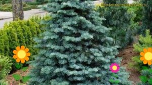 Пихта одноцветная Компакта. Краткий обзор, описание характеристик abies concolor Compacta