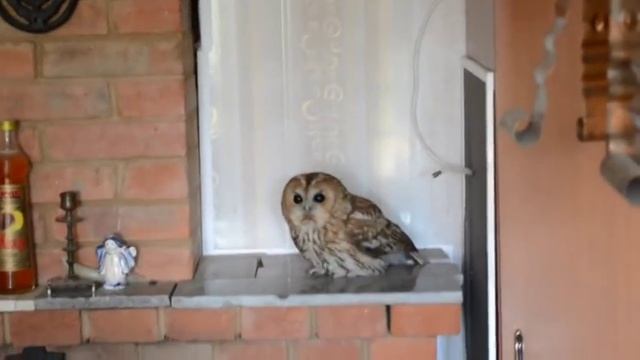 Незваный гость на моей даче. Открываю дом - а там СОВА хозяйничает :) смотреть онлайн