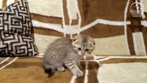 Мишутка Безухов - золотой пятнистый вислоухий котенок, 2 месяца