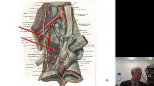 Анатомия 6. Функциональная анатомия вегетативной нервной системы
