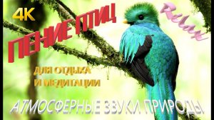 Звуки Природы, Пение Птиц, для Отдыха, Сна, Медитации | Relax 4 Часа с Красивой Природой