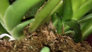 Камбрия растит цветоносы  Miltonidium Katrin Zoch - камбрия уход в домашних условиях.