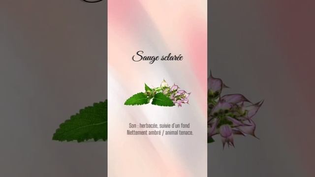 Tom Ford Jasmin Rouge | توم فورد جاسمين روج смотреть онлайн