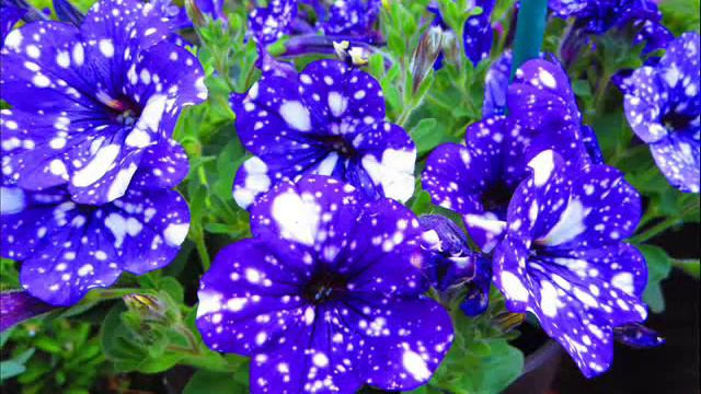 見上げてごらん 夜の星を  covered  by  masaring