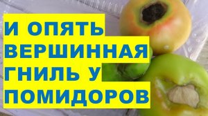 И опять у помидоров Вершинная Гниль! Как с ней бороться?