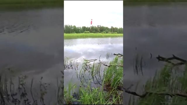 Насадил жабры и мясо с кровью на крючок! Рыбалка на поплавок. #shorts #рыбалка #fishing #рыба