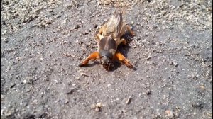 Вредители сада и огорода