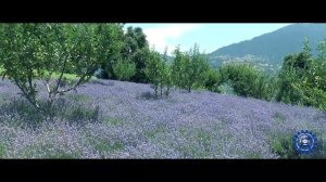 LAVENDER SONG